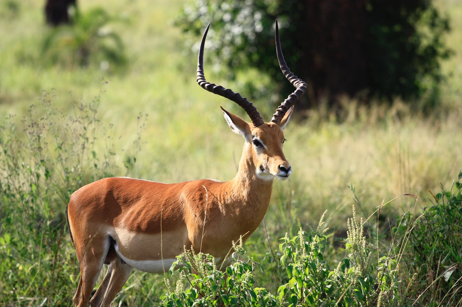 antelope spirit animal meaning