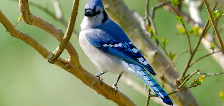 blue jay spirit animal and totem meaning interpretations and symbolism