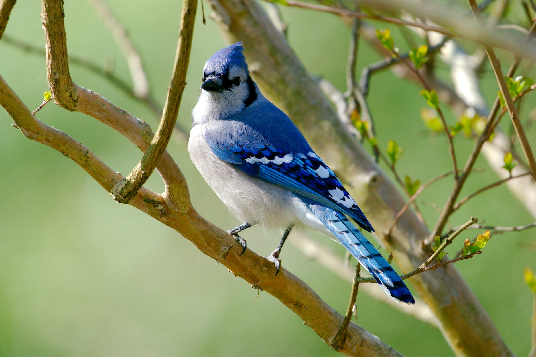 blue jay spirit animal and totem meaning interpretations and symbolism