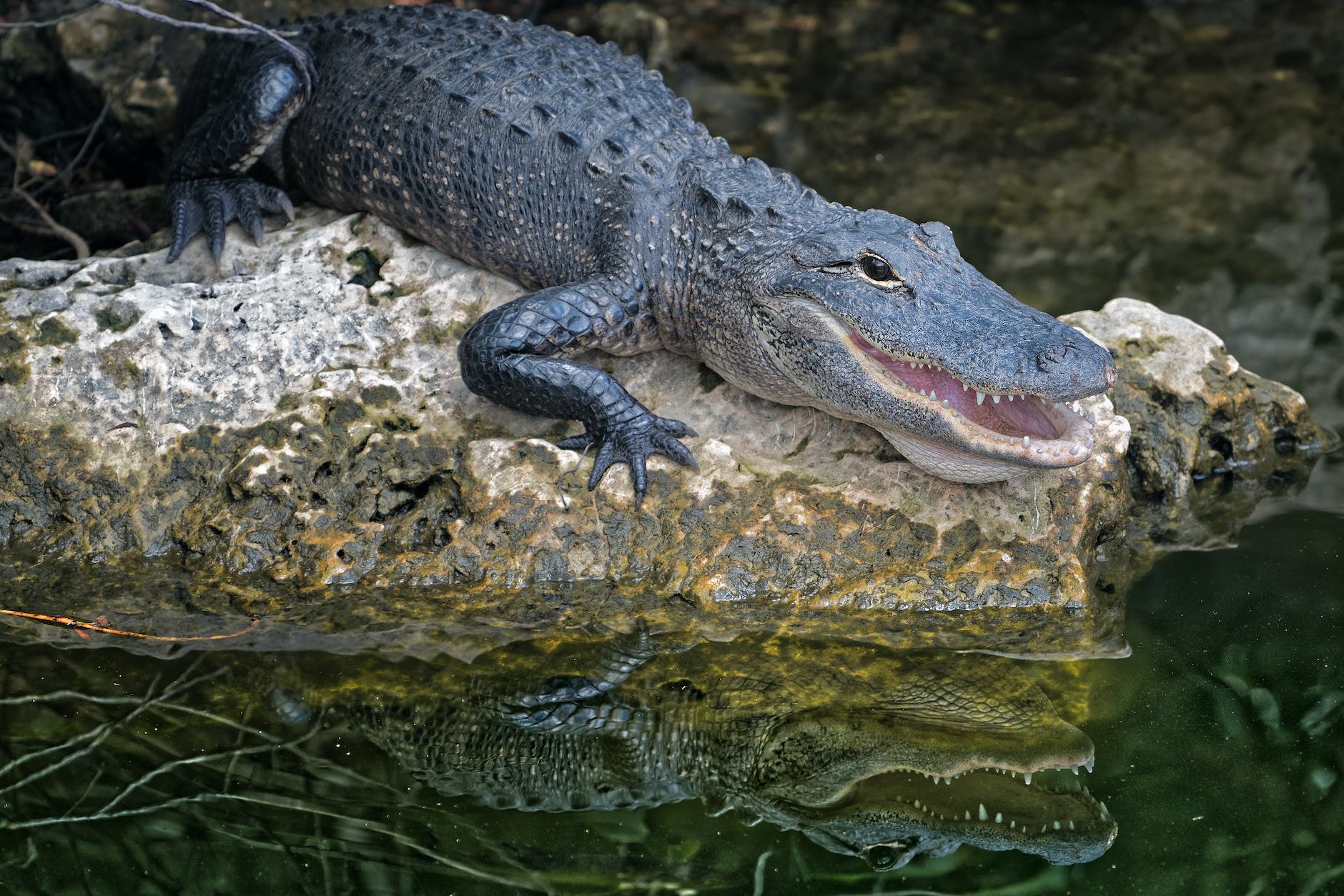 selective focus photography of crocodile