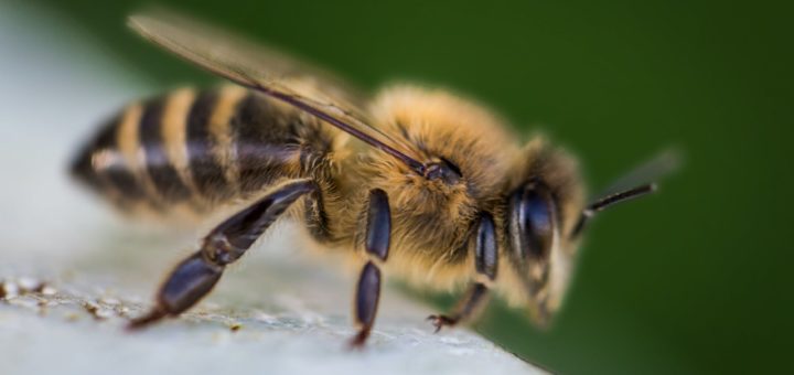 macro photography of bee