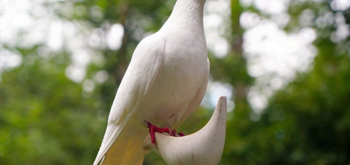 dove dream meanings