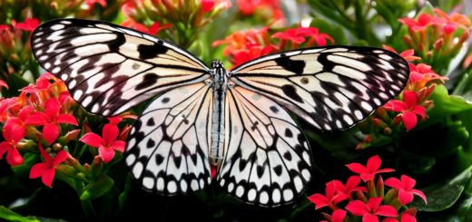 butterfly spirit animal meanings