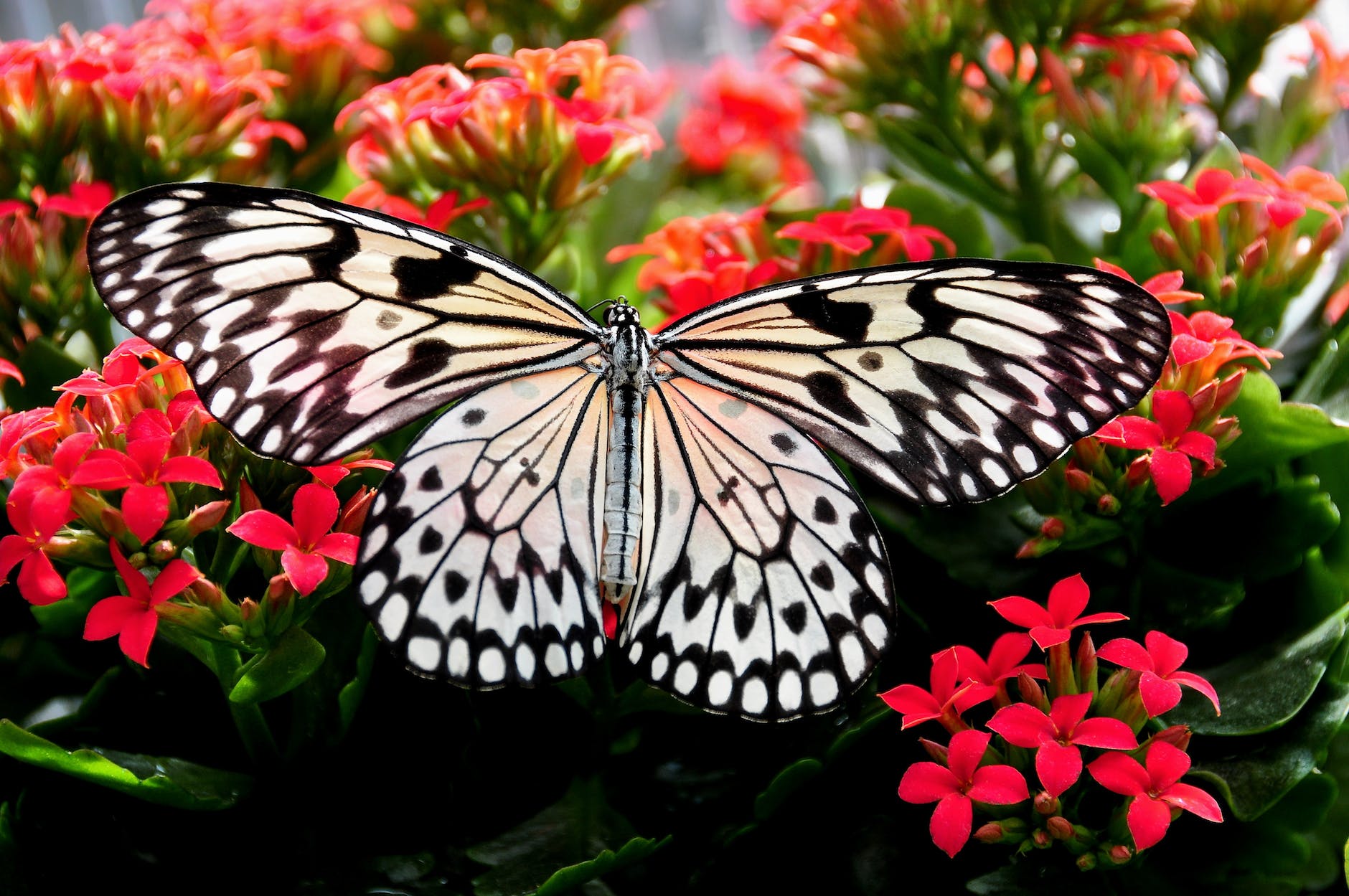 butterfly spirit animal meanings