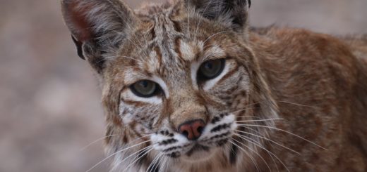 a close up shot of a bobcat