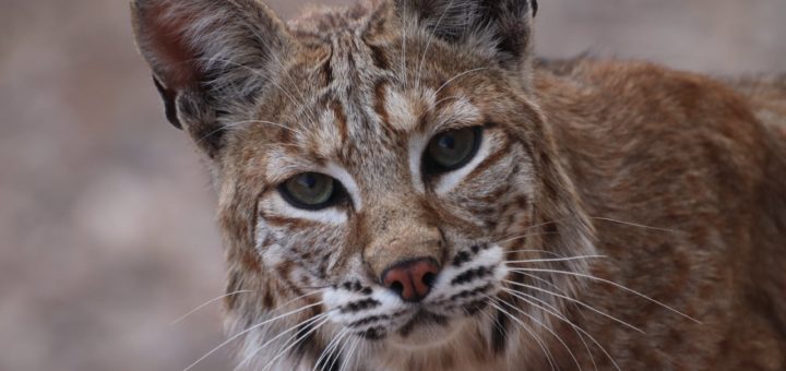 a close up shot of a bobcat