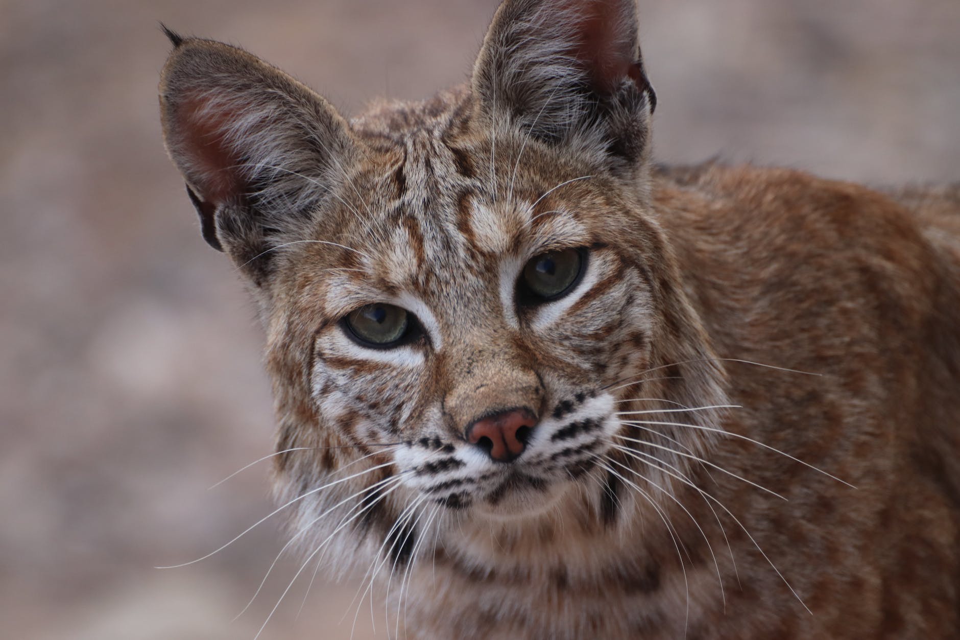 a close up shot of a bobcat