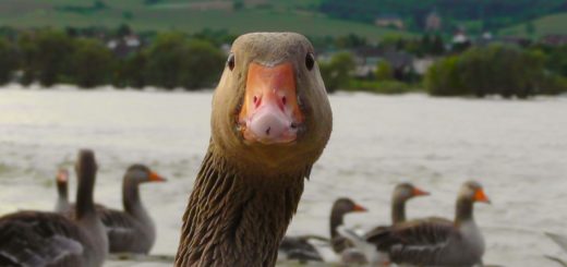 GOOSE TAKING SELFIE