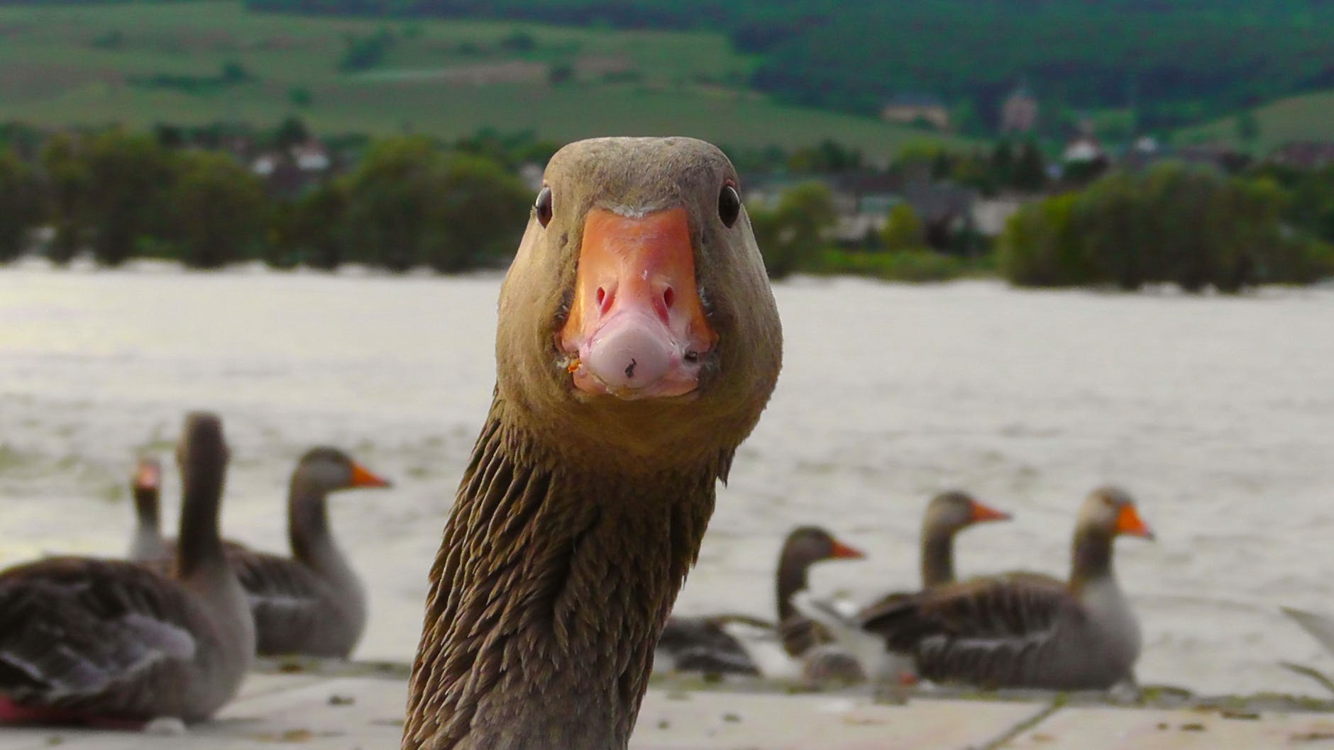 GOOSE TAKING SELFIE