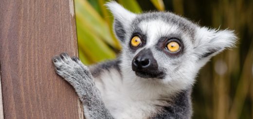 lemur spirit animal meaning and symbolism