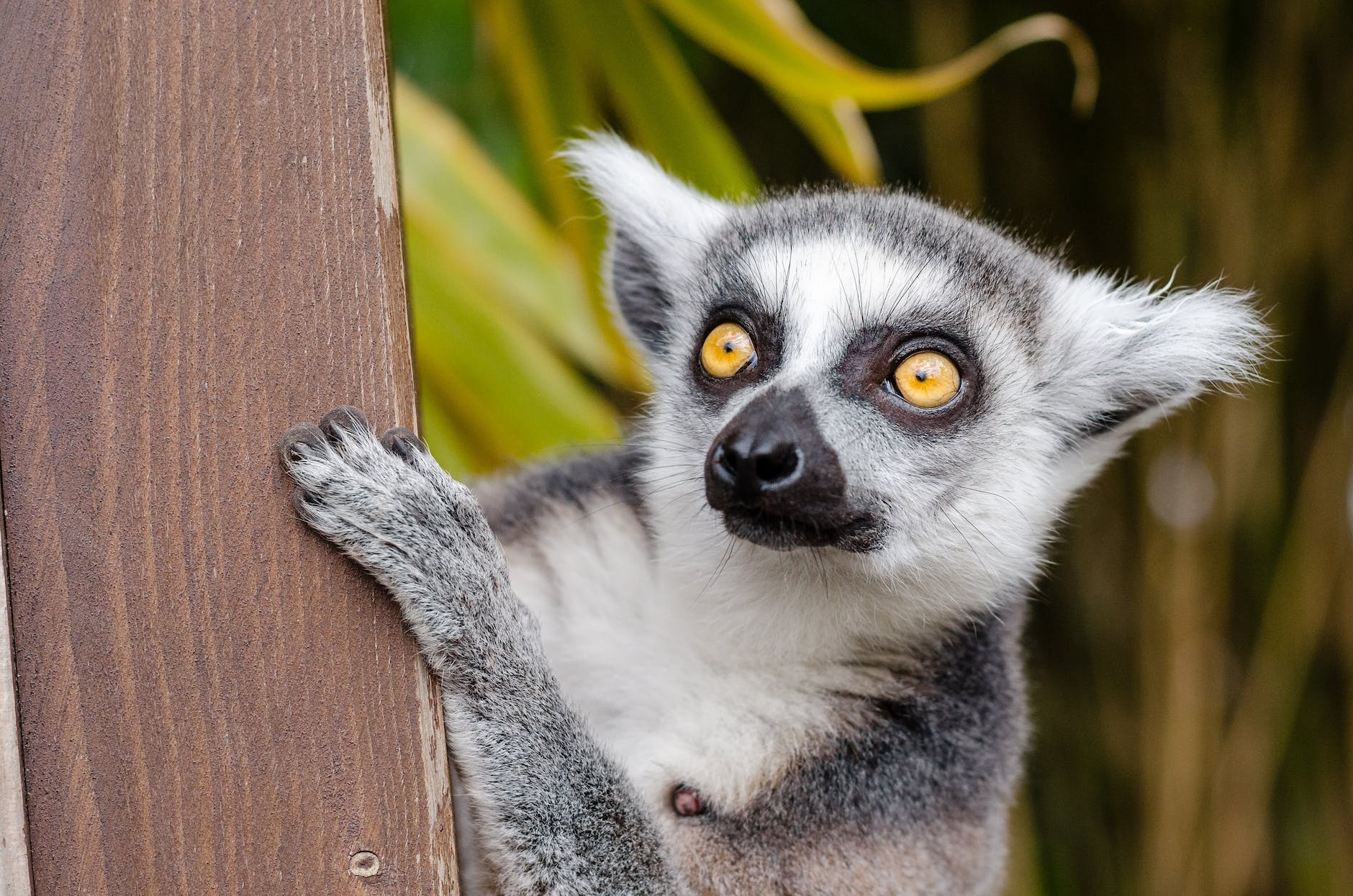 lemur spirit animal meaning and symbolism