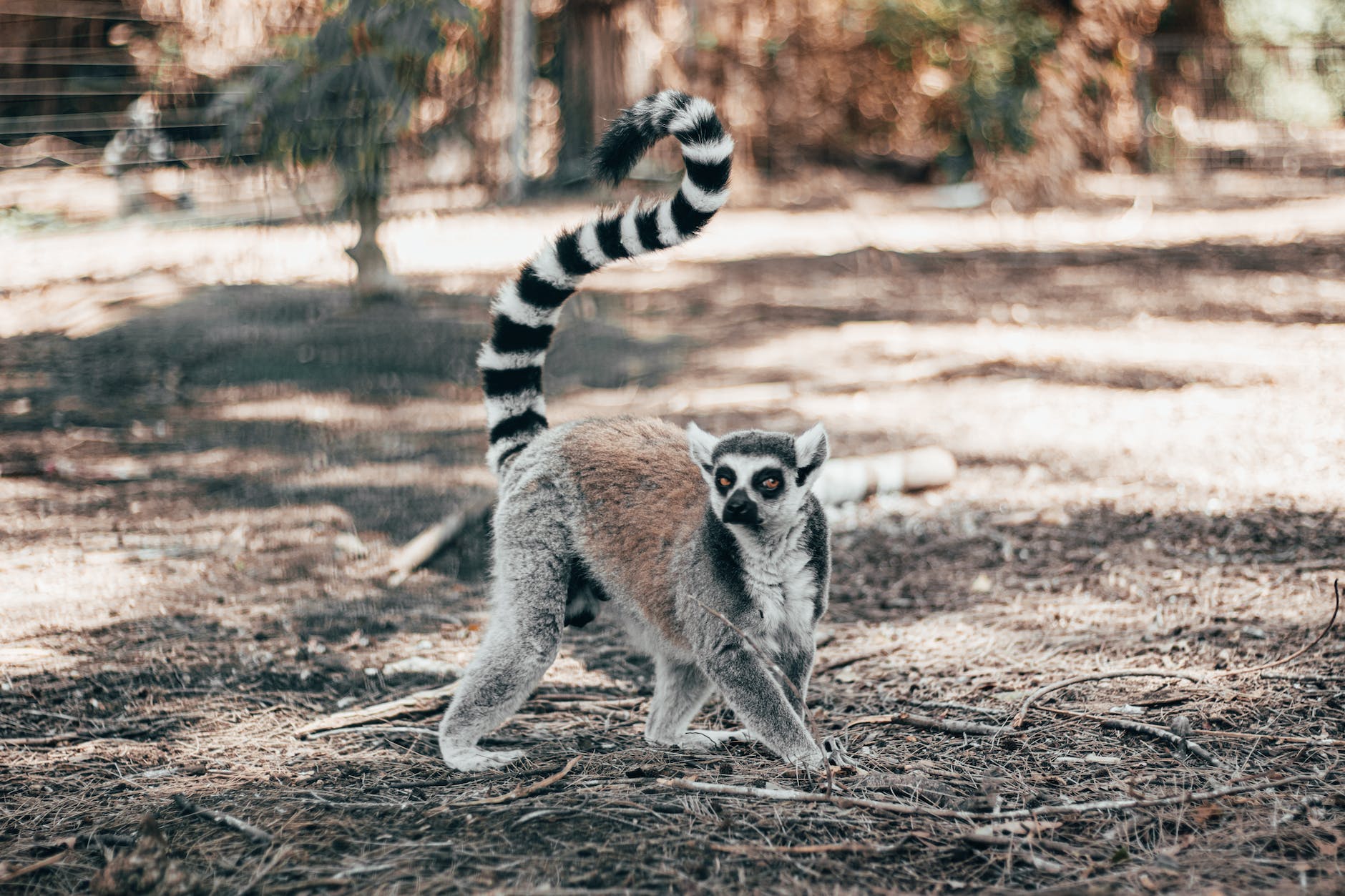 shallow focus photo of lemur walking on ground