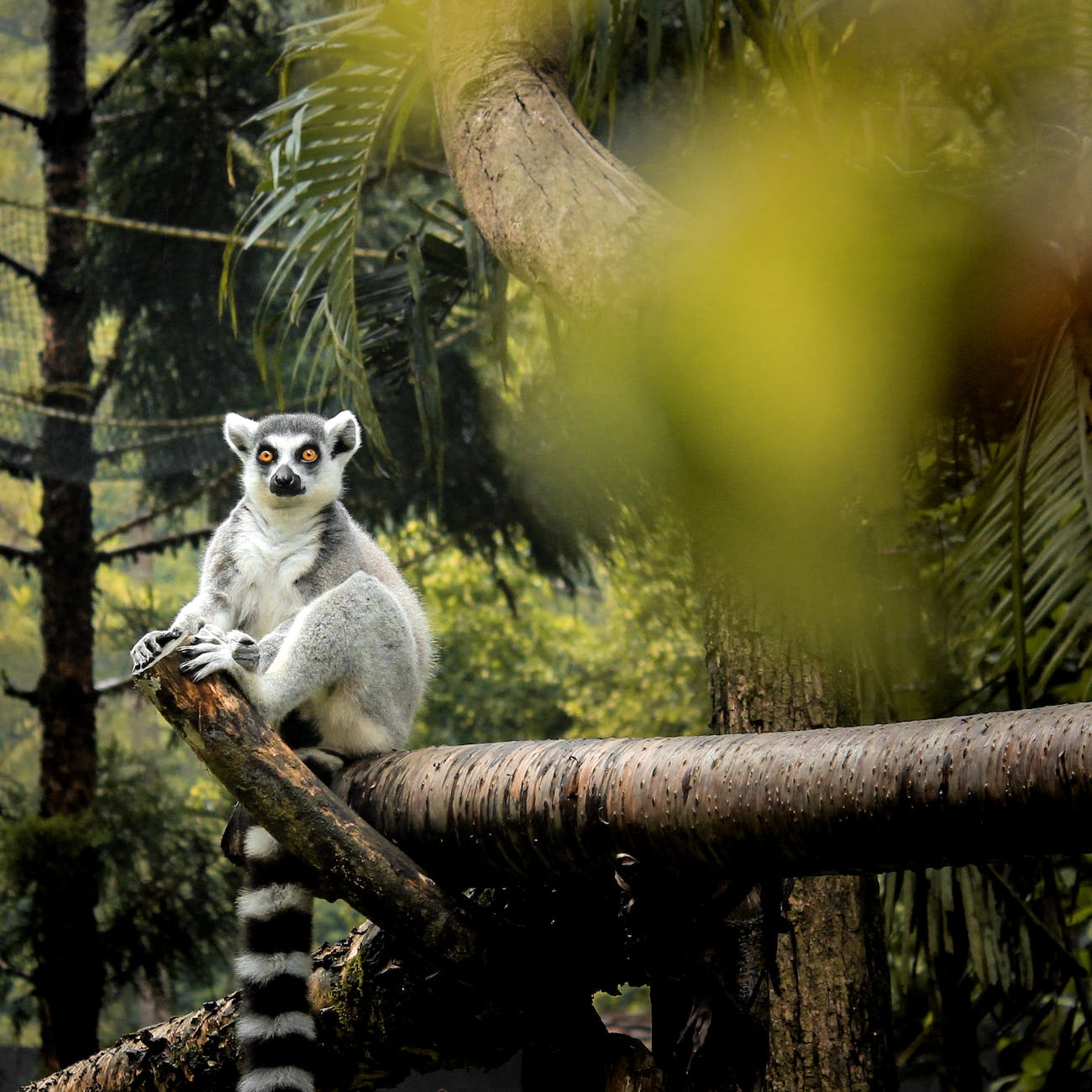 ring tailed lemur