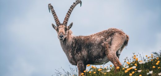 ibex wild mountain goat on a hill with yellow flowers