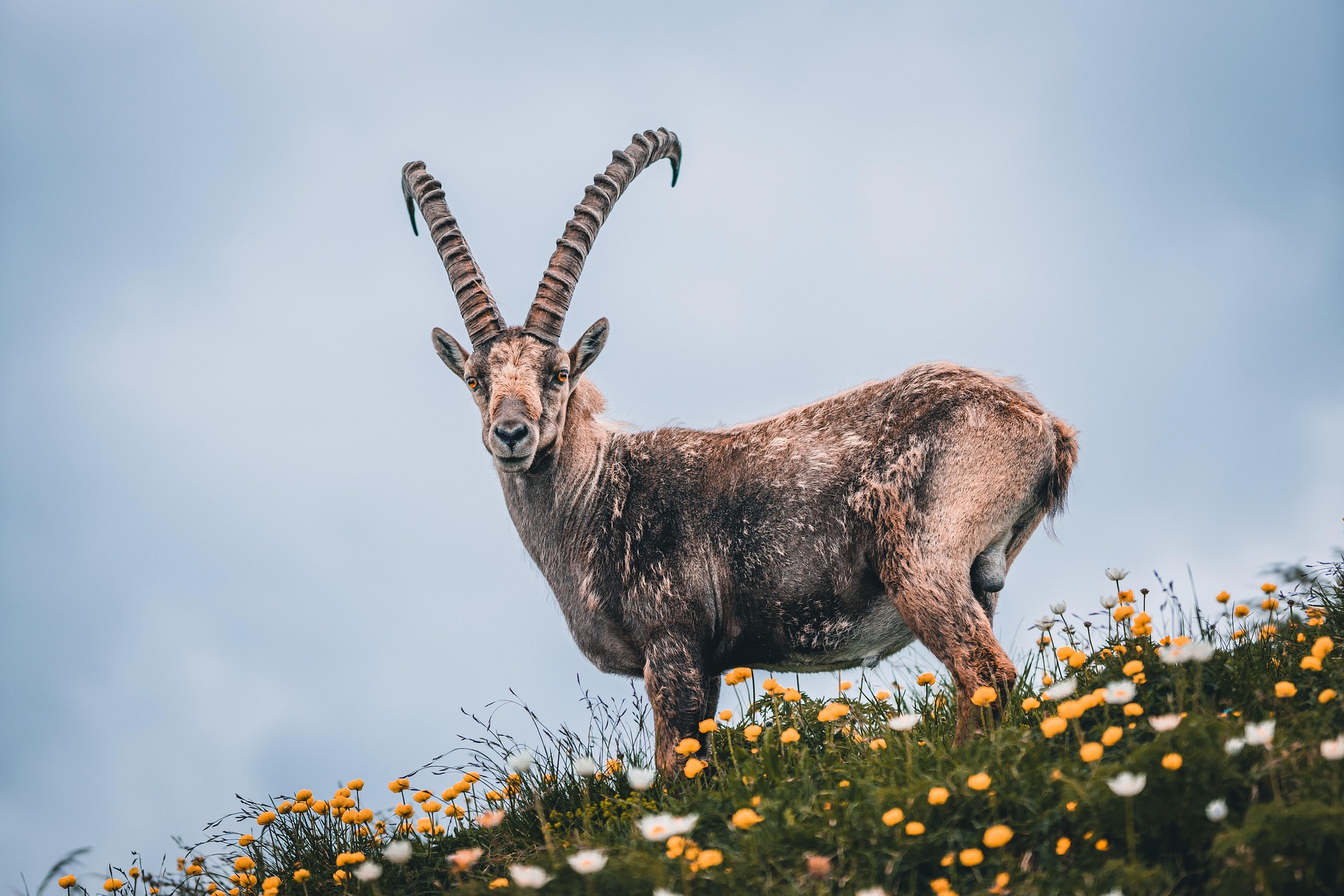 ibex wild mountain goat on a hill with yellow flowers