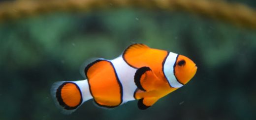 close up photo of clownfish