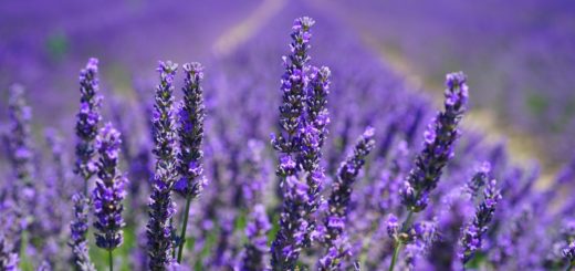 THE MYSTIC SIGNIFICANCE OF LAVENDER, INCLUDING 13 OUTSTANDING CONNOTATIONS