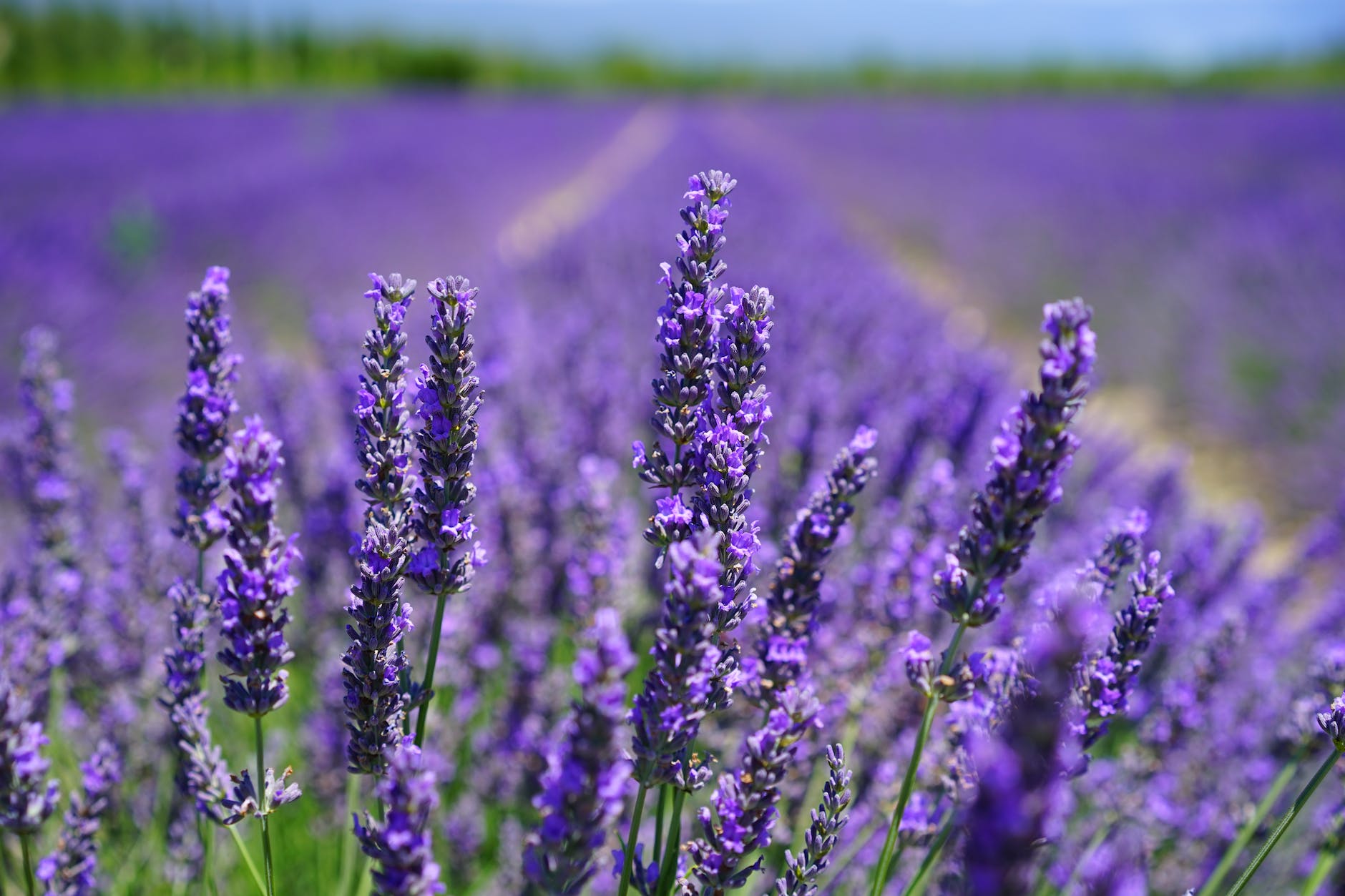 THE MYSTIC SIGNIFICANCE OF LAVENDER, INCLUDING 13 OUTSTANDING CONNOTATIONS