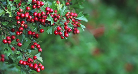 Hawthorn natutal plant