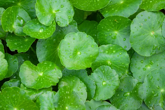 natural green plant Gotu Kola