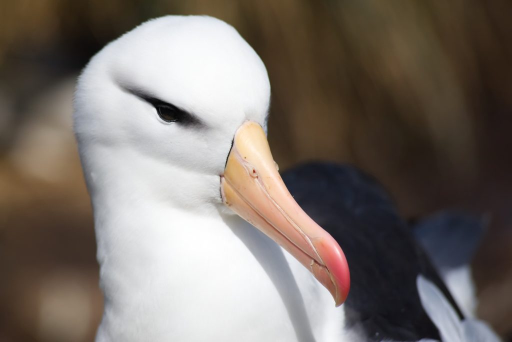 close up of an albatross bird