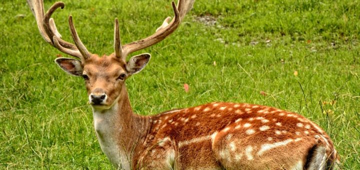 nature animal grass meadow