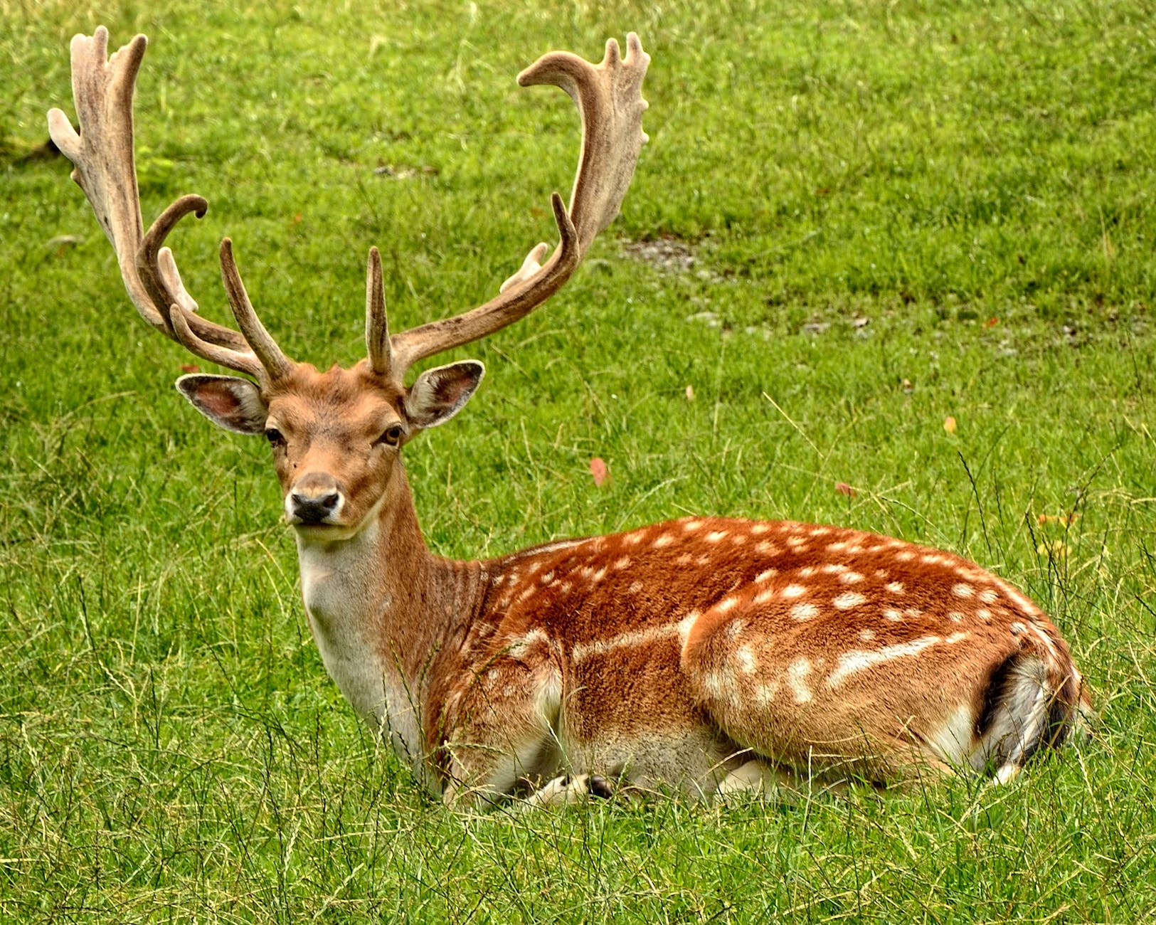 nature animal grass meadow