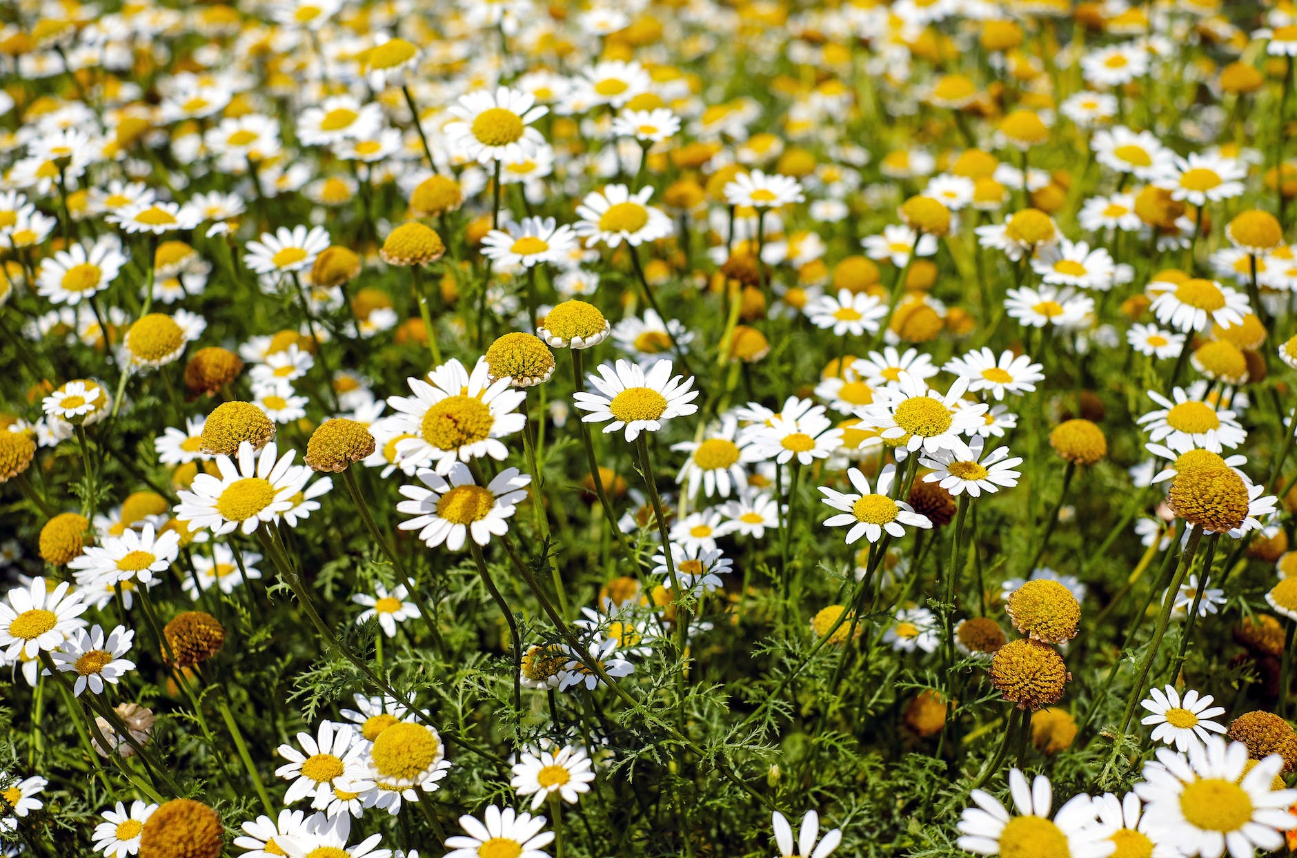 shallow focus photography of yellow and white flowers during daytime Chamomile