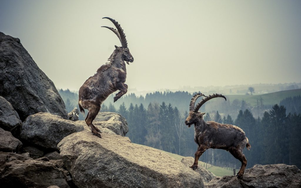 two ibex wild mountain goat fighting on a rocky mountain