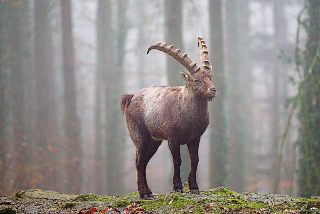 a mountain goat ibex standing alone in a winter cold misty forest