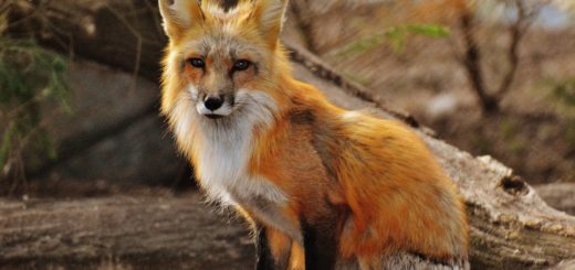 photography of tan white fox