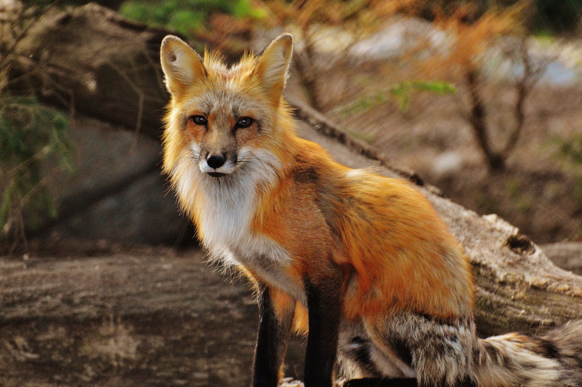 photography of tan white fox