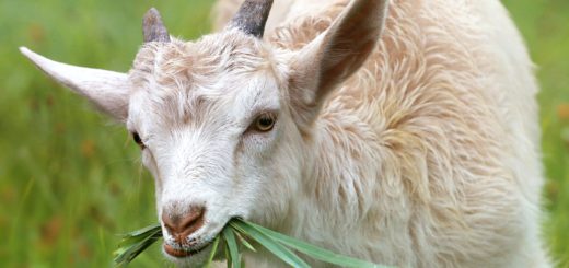 white goat eating grass during daytime