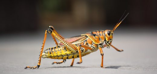 macro photography of orange grass hopper