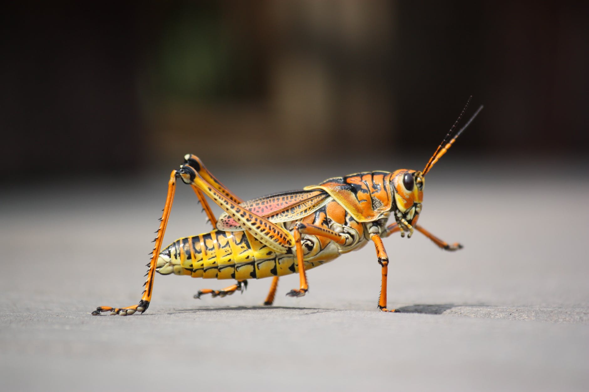 macro photography of orange grass hopper