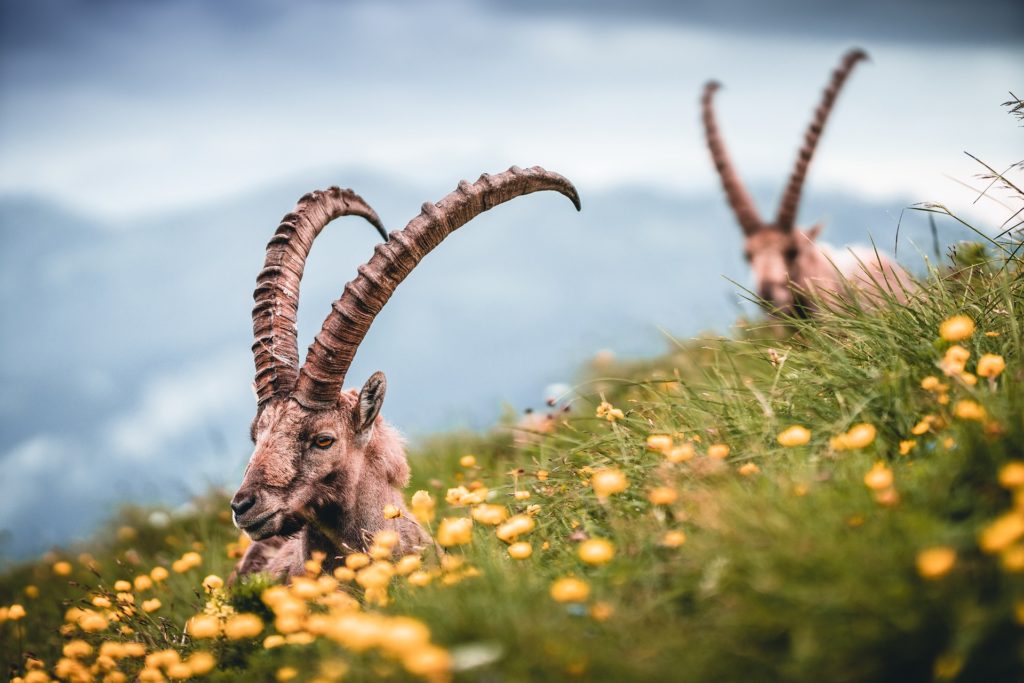 two mountain goat ibex playing around the green grassy field with yellow flowers