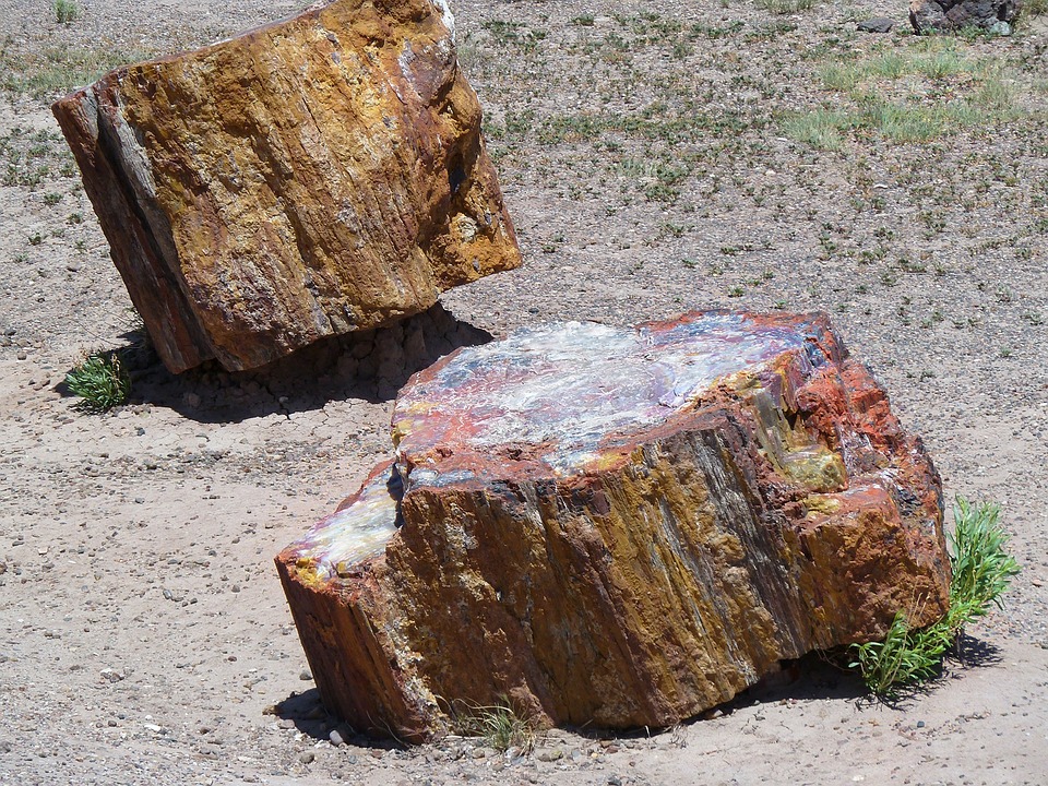 two petrified woods parallel with each other in a national park