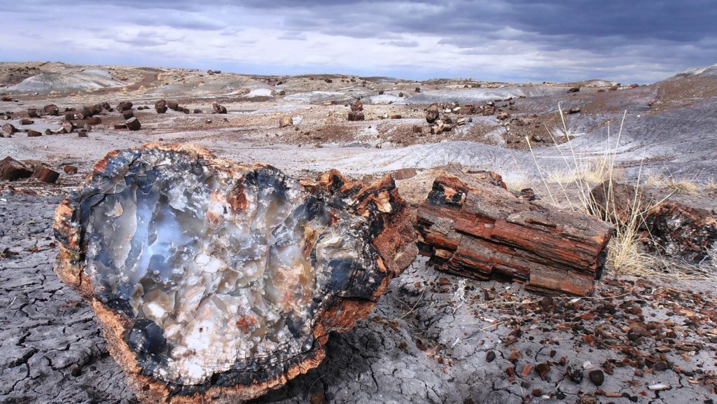 petrified woods in a deserted park