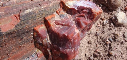 petrified wood with reddish color shade outdoors