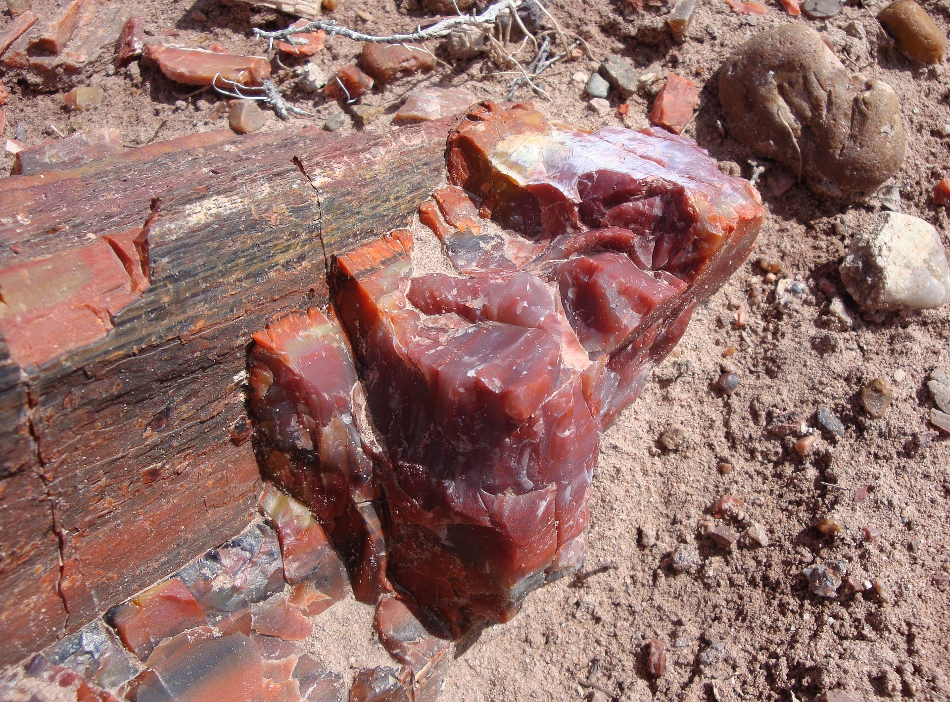 petrified wood with reddish color shade outdoors