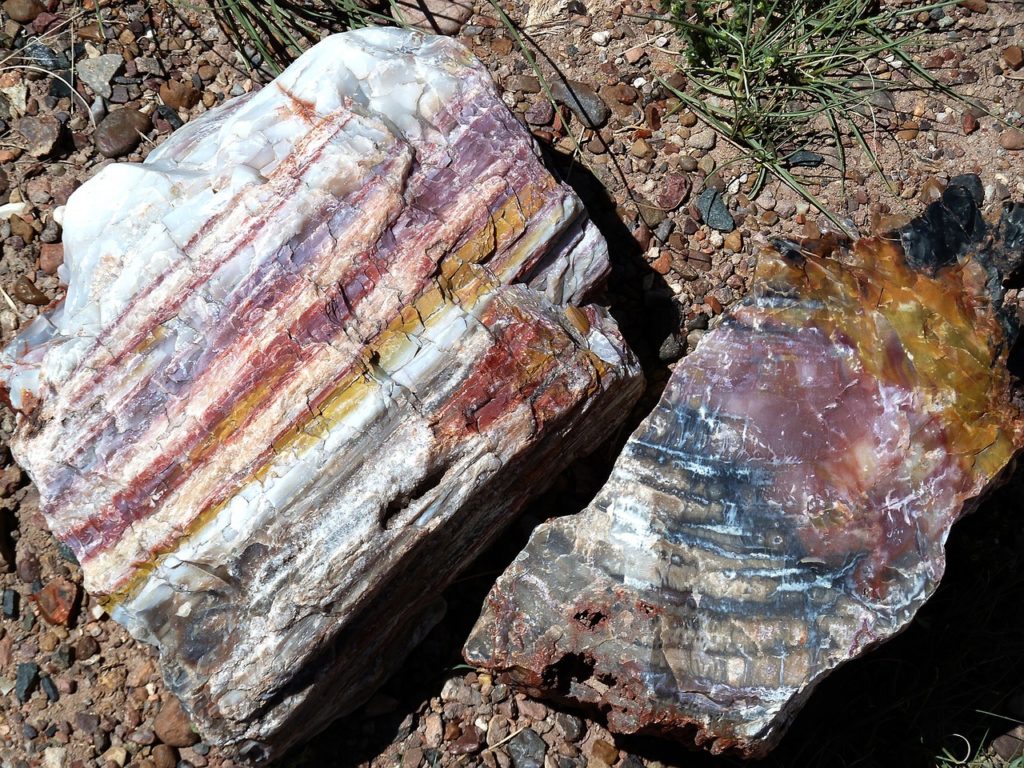 petrified wood with white and red color shades outdoors