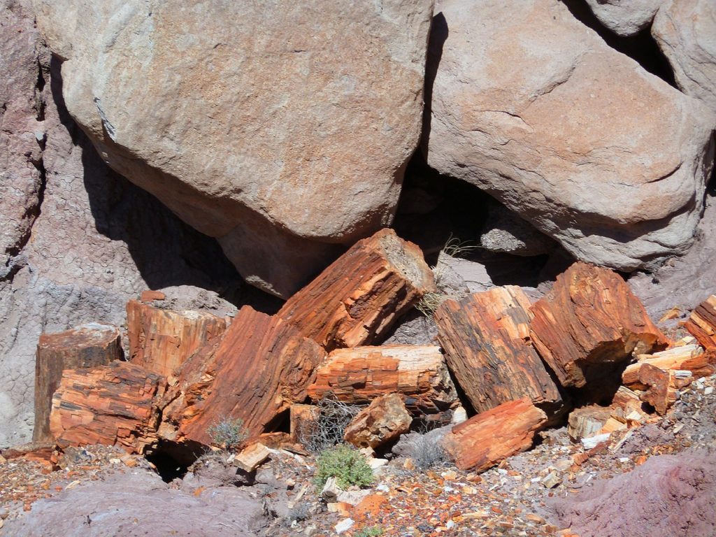 reddish orange petrified woods beneath the rocks