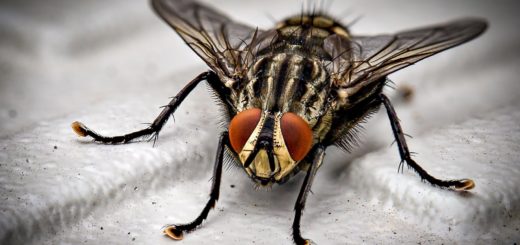 macro photo of black fly