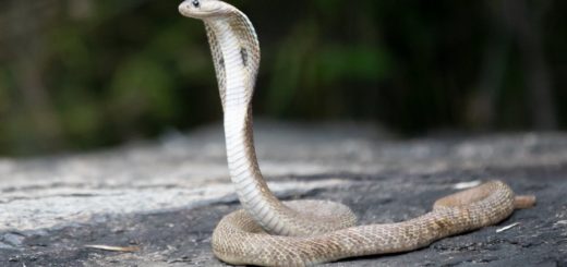 photograph of a cobra