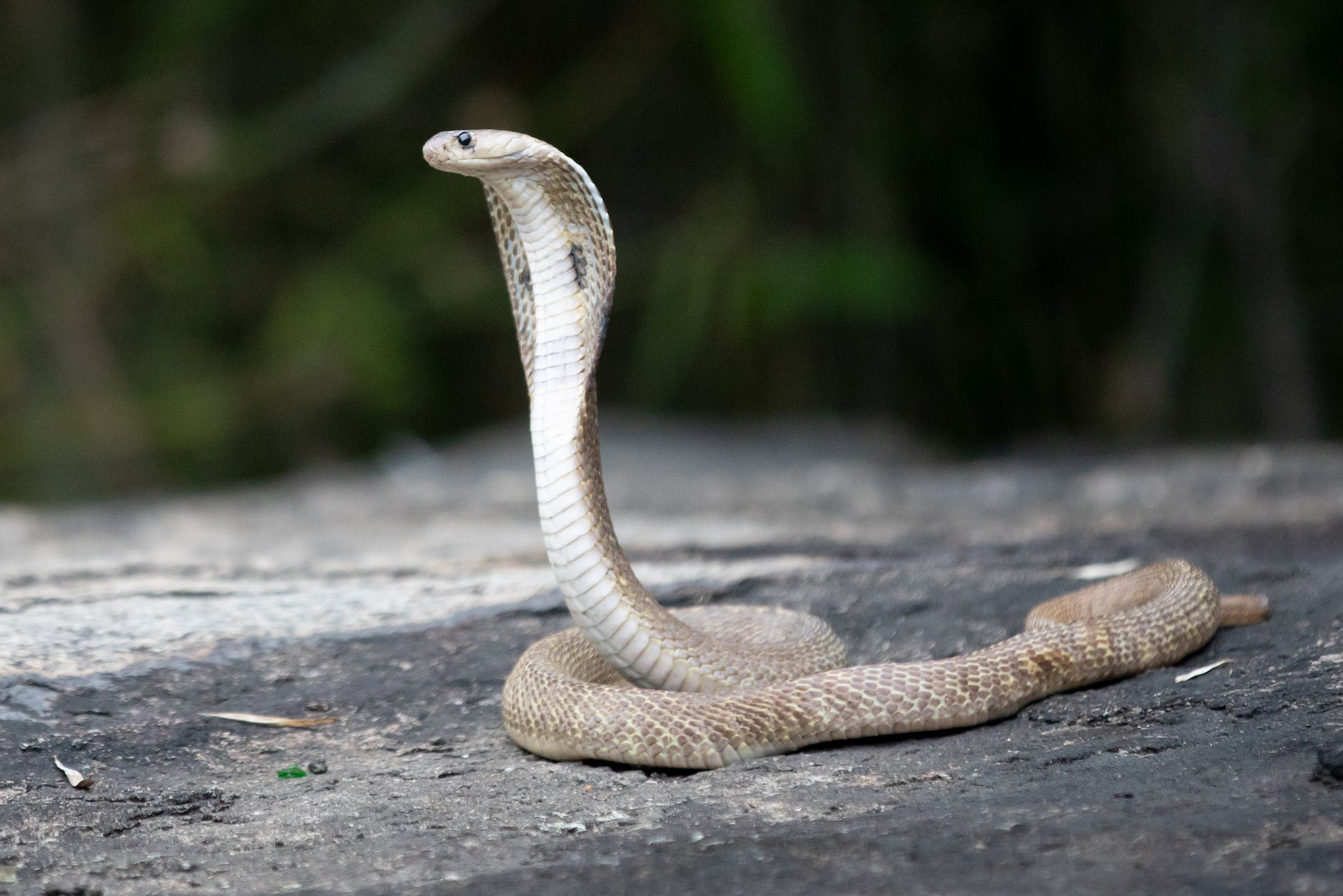 photograph of a cobra