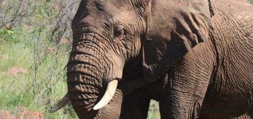 photography of brown elephant