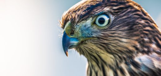 What Does Seeing a Hawk in Your Dream Mean, and How You Should Interpret It