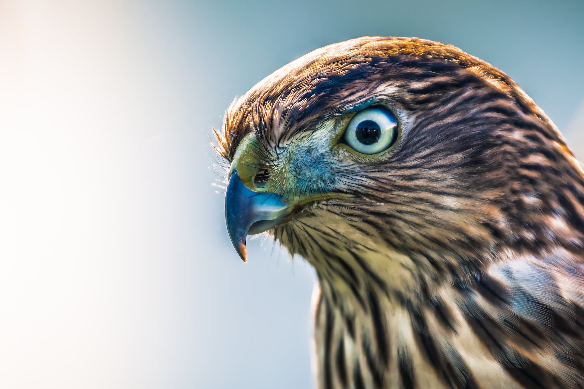 What Does Seeing a Hawk in Your Dream Mean, and How You Should Interpret It