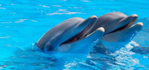 adorable dolphins on surface of water