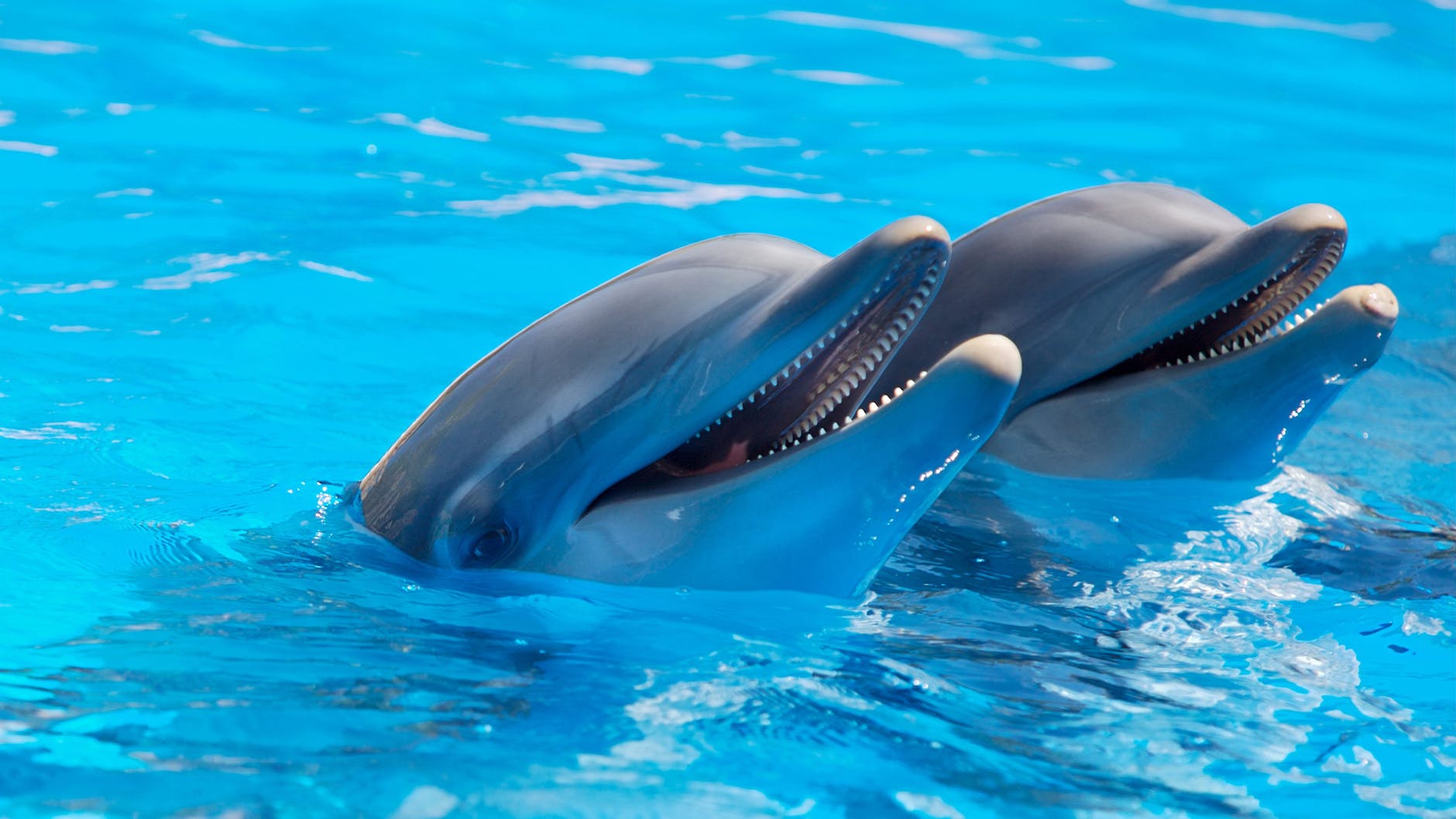 adorable dolphins on surface of water